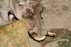 Warzenschwein (3).jpg